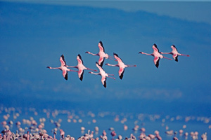 Les Ailes pourpres